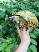 Russian Tortoise XXL Female