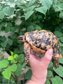 Libyan Greek Tortoise Adult Male
