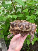 Homes Hinge-back Tortoise Adult Pair