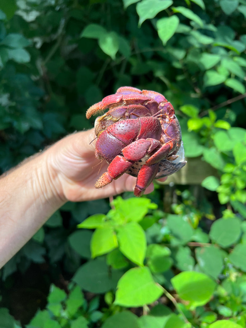 Giant Land Hermit Crabs For Sale American Reptile Distributors