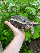 Homes Hinge-back Tortoise Adult Pair