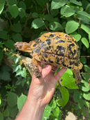 Libyan Greek Tortoise Adult Female