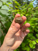 Stripe-necked Musk Turtle Babies (Sternotherus peltifer)