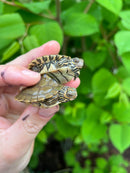 Barbour's  Map Turtle Baby (Graptemus barbouri)