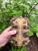 Homes Hinge-back Tortoise Adult Pair