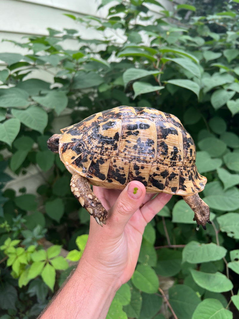 Libyan Greek Tortoise Adult Female