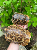 Homes Hinge-back Tortoise Adult Pair