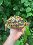 Libyan Greek Tortoise Adult Female