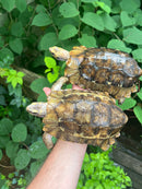 Homes Hinge-back Tortoise Adult Pair