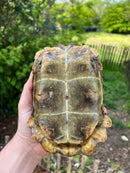 Homes Hinge-back Tortoise Adult Pair