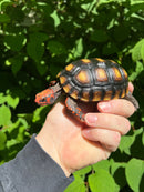 Brazilian Cherryhead Tortoise 2021