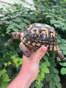 Libyan Greek Tortoise Adult Male