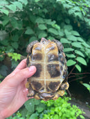 Homes Hinge-back Tortoise Adult Female