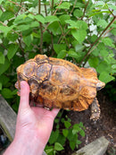 Homes Hinge-back Tortoise Adult Pair