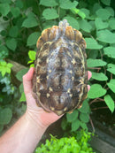 Homes Hinge-back Tortoise Adult Female