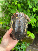 Homes Hinge-back Tortoise Adult Female