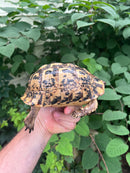 Libyan Greek Tortoise Adult Female