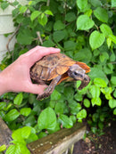 Homes Hinge-back Tortoise Adult Female