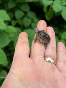 Pastel Common Musk Turtle Baby