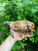 Homes Hinge-back Tortoise Adult Female