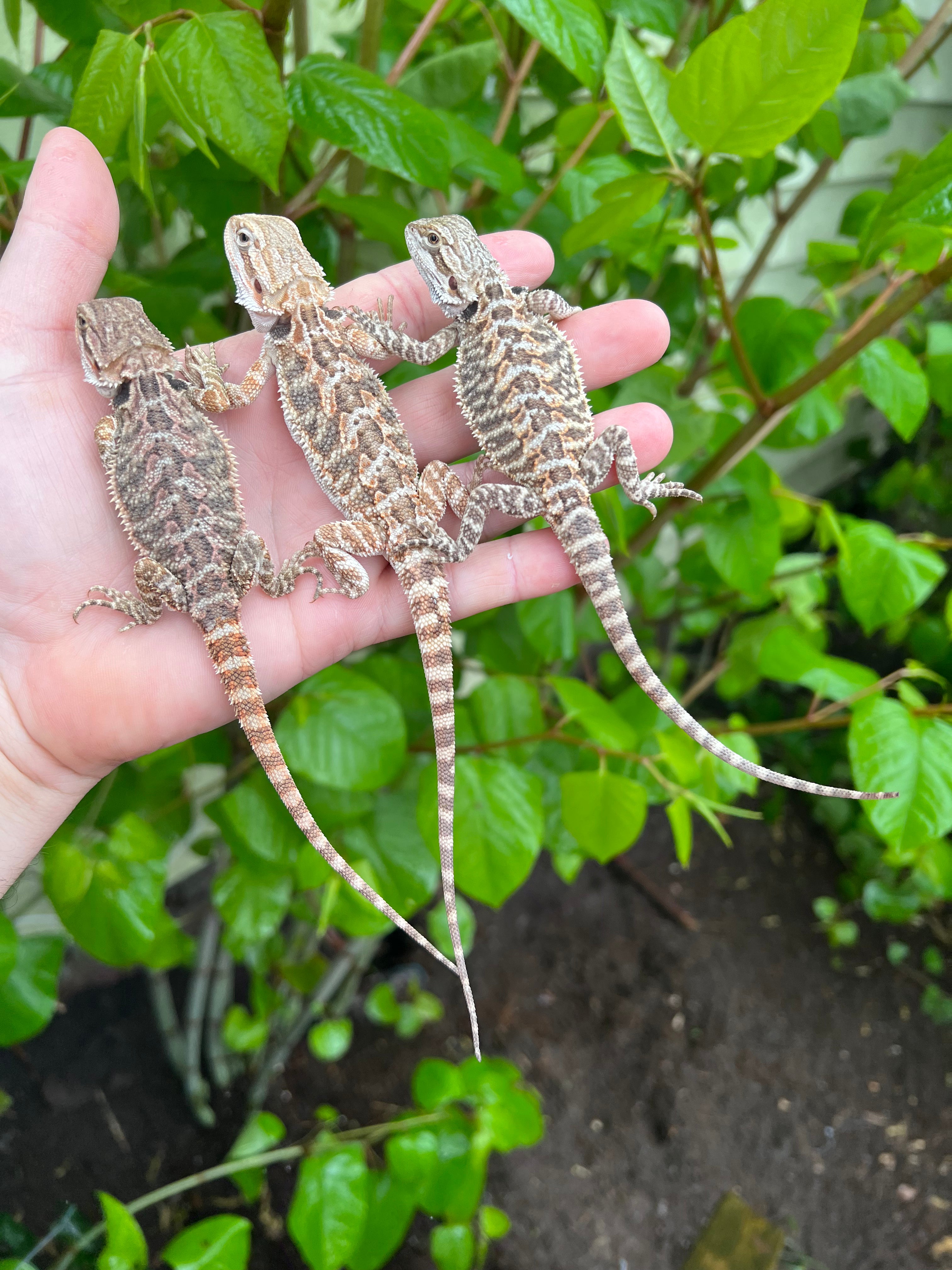 Bearded Dragon Babies For Sale | American Reptile Distributors