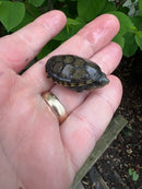 Vampire Musk Turtle (Claudius angustatus)