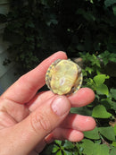 Pastel River Cooter Turtle Baby