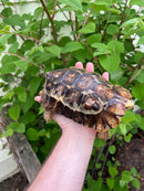 Homes Hinge-back Tortoise Adult Pair