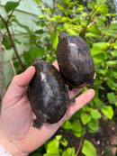 Stripe-necked Musk Turtle Adult Pair