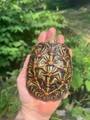 Pancake Tortoise Adult Female (Malacochersus tornieri)
