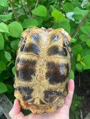 Homes Hinge-back Tortoise Adult Pair