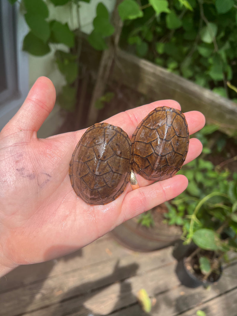 Stripe-necked Musk Turtle Adult Pair