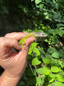 Barbados Giant Anole (Anolis extremus)
