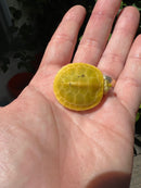 Paradox Albino Red Eared Slider Turtle