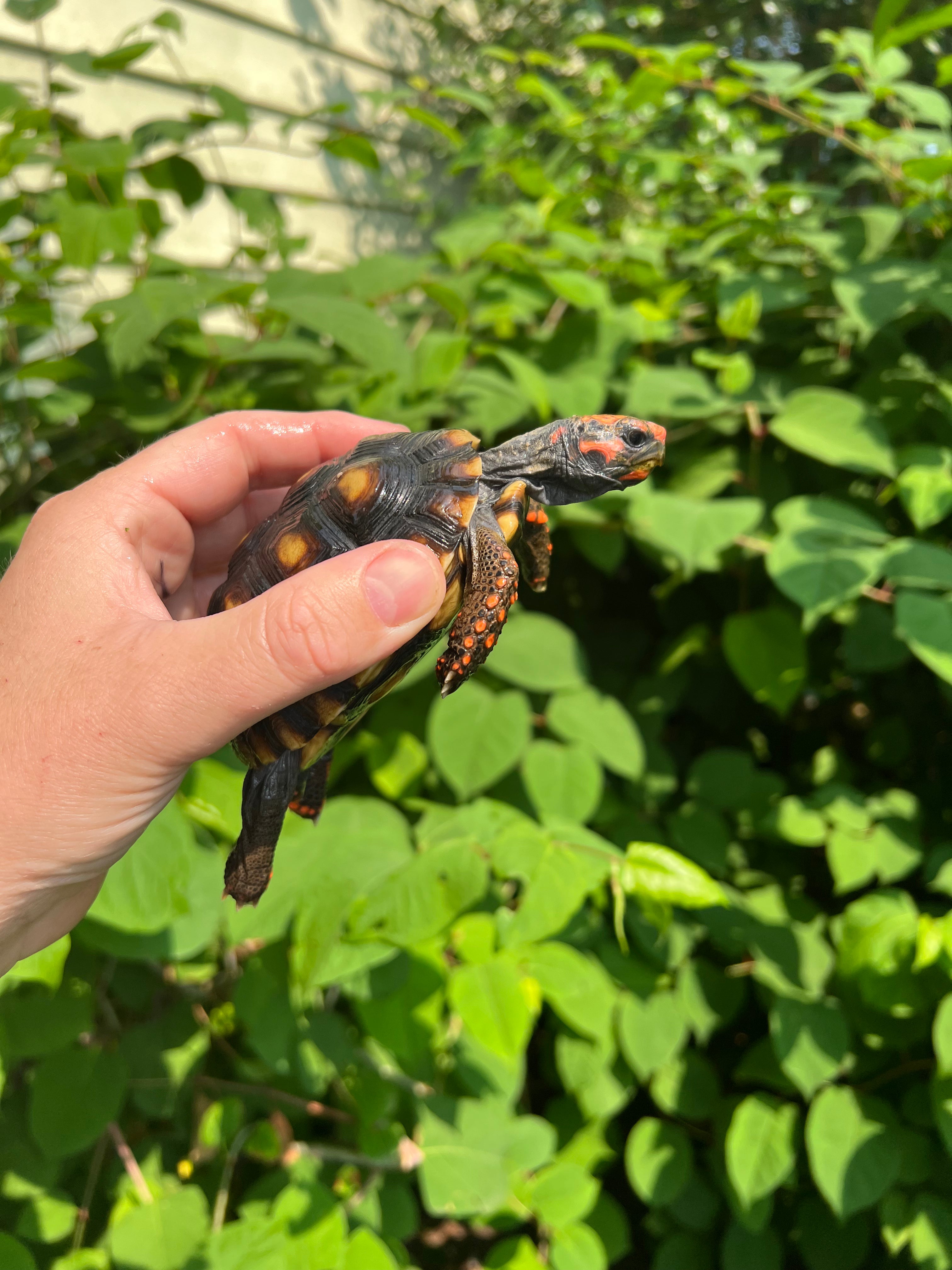 Brazilian Cherryhead Tortoise For Sale | American Reptile Distributors