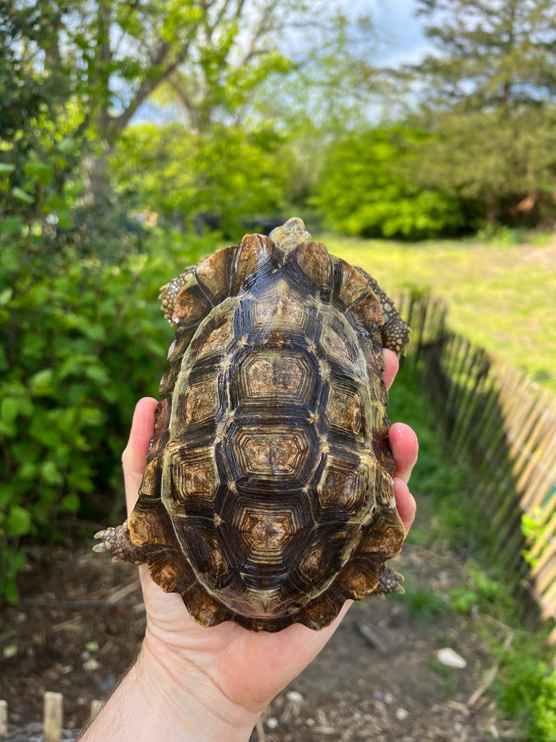 Homes Hinge-back Tortoise Adult Pair