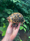 Libyan Greek Tortoise Adult Male