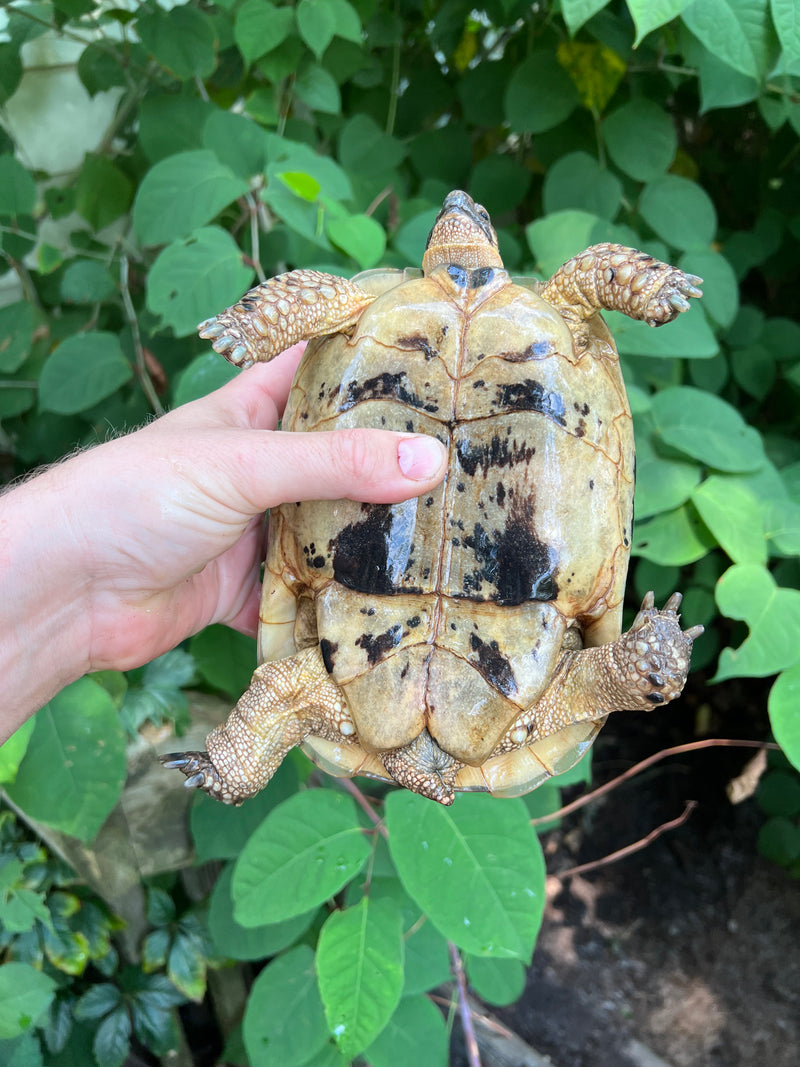 Libyan Greek Tortoise Adult Female