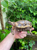 Homes Hinge-back Tortoise Adult Female