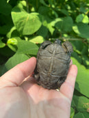 Aldabra Tortoise USA CB 2023