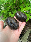 Stripe-necked Musk Turtle Adult Pair
