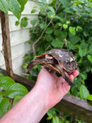 Homes Hinge-back Tortoise Adult Female