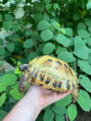 Russian Tortoise XXL Female