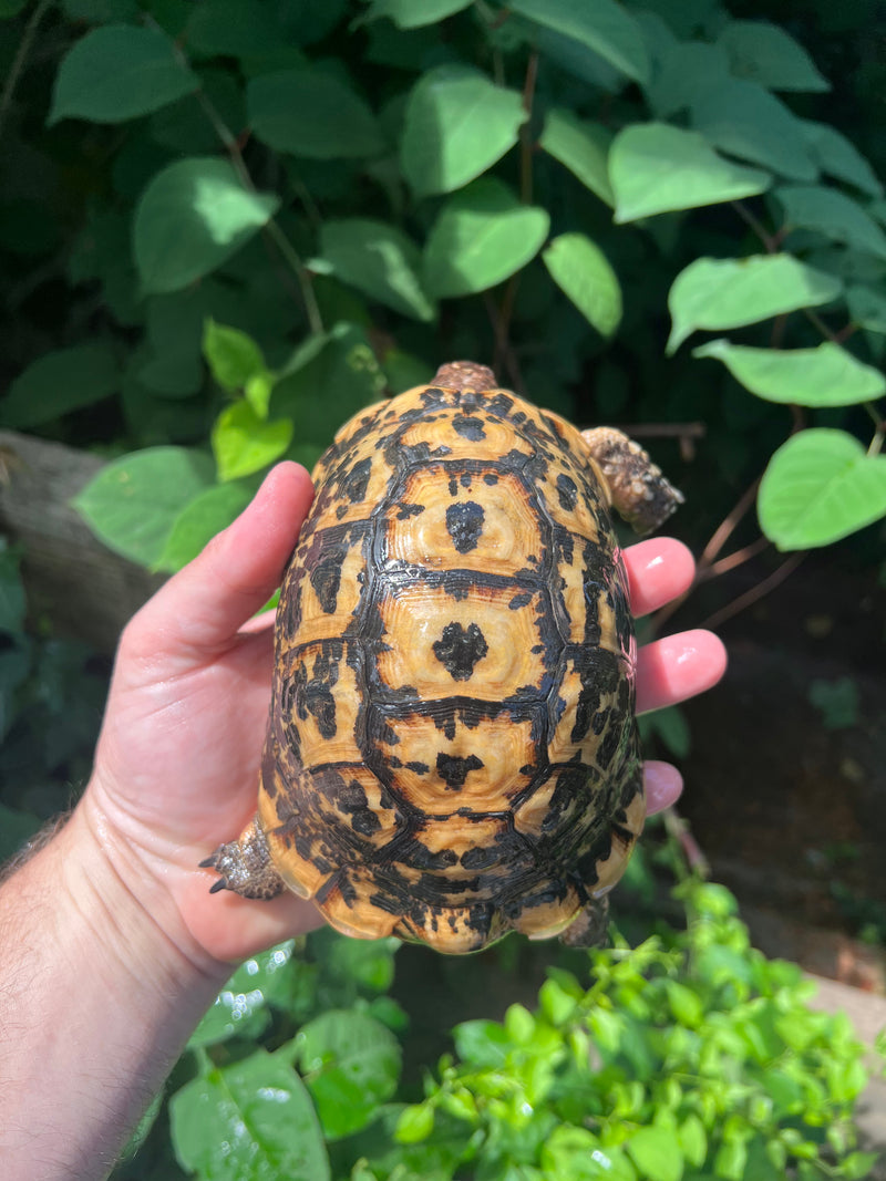 Libyan Greek Tortoise Adult Male
