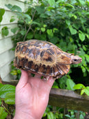 Homes Hinge-back Tortoise Adult Female