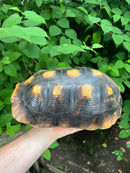 Suriname Red Foot Tortoise Adult Pair 3 (Chelonoidis carbonaria)