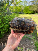 Homes Hinge-back Tortoise Adult Pair