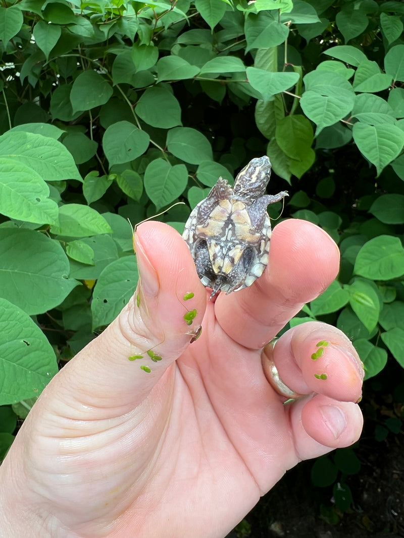 Pastel Common Musk Turtle Baby