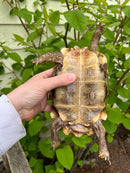 Homes Hinge-back Tortoise Adult Pair 6 (Kinixys homeana)