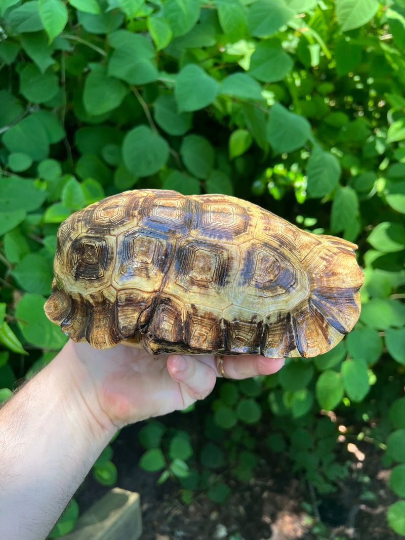 Homes Hinge-back Tortoise Adult Female